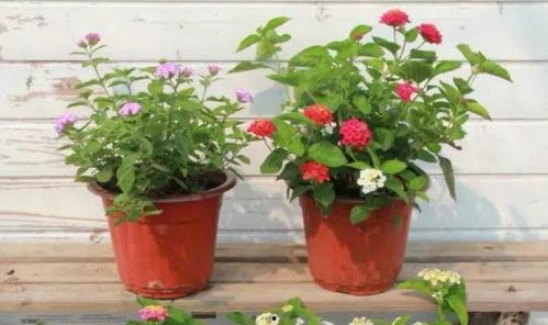 老汪最新爆料新闻视频,最新爆料新闻视频深度解析 第3张 老汪最新爆料新闻视频,最新爆料新闻视频深度解析 第3张